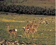 聂荣天气预报15天