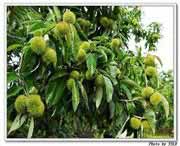 罗田天气预报60天