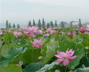 莲花天气预报60天