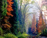 桑植天气预报40天