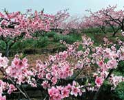 龙泉驿今天天气